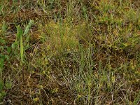 NL, Groningen, Het Hogeland, Ballastplaat 43, Saxifraga-Hans Boll