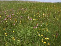 NL, Groningen, Het Hogeland, Ballastplaat 50, Saxifraga-Hans Boll