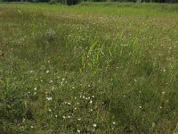 NL, Groningen, Het Hogeland, Ballastplaat 51, Saxifraga-Hans Boll