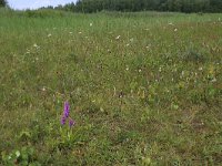 NL, Groningen, Het Hogeland, Ballastplaat 52, Saxifraga-Hans Boll