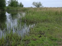 NL, Groningen, Het Hogeland, Ballastplaat 64, Saxifraga-Hans Boll