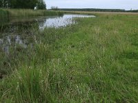 NL, Groningen, Het Hogeland, Ballastplaat 65, Saxifraga-Hans Boll