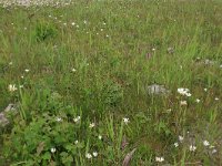 NL, Groningen, Het Hogeland, Ballastplaat 78, Saxifraga-Hans Boll