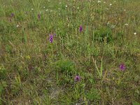 NL, Groningen, Het Hogeland, Ballastplaat 79, Saxifraga-Hans Boll