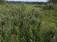 NL, Groningen, Het Hogeland, Ballastplaat 82, Saxifraga-Hans Boll