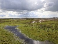 NL, Groningen, Het Hogeland, De Rug 11, Saxifraga-Hans Boll