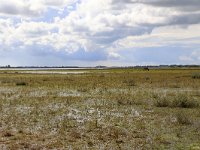 NL, Groningen, Het Hogeland, De Rug 8, Saxifraga-Hans Boll