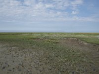 NL, Groningen, Het Hogeland, Noordpolderzijl 16, Saxifraga-Willem van Kruijsbergen