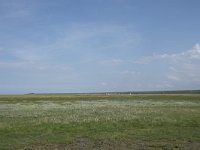 NL, Groningen, Het Hogeland, Noordpolderzijl 20, Saxifraga-Willem van Kruijsbergen