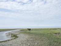 NL, Groningen, Het Hogeland, Noordpolderzijl 22, Saxifraga-Willem van Kruijsbergen