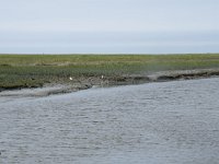 NL, Groningen, Het Hogeland, Noordpolderzijl 23, Saxifraga-Willem van Kruijsbergen