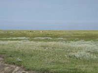 NL, Groningen, Het Hogeland, Noordpolderzijl 24, Saxifraga-Willem van Kruijsbergen