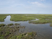 NL, Groningen, Het Hogeland, Noordpolderzijl 38, Saxifraga-Willem van Kruijsbergen