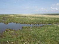 NL, Groningen, Het Hogeland, Noordpolderzijl 40, Saxifraga-Willem van Kruijsbergen