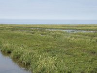 NL, Groningen, Het Hogeland, Noordpolderzijl 42, Saxifraga-Willem van Kruijsbergen