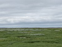 NL, Groningen, Het Hogeland, Pieterburen 11, Saxifraga-Willem van Kruijsbergen