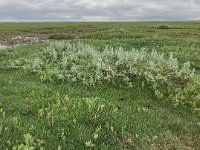 NL, Groningen, Het Hogeland, Pieterburen 6, Saxifraga-Willem van Kruijsbergen