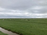 NL, Groningen, Het Hogeland, Pieterburen 7, Saxifraga-Willem van Kruijsbergen