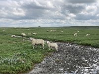 NL, Groningen, Het Hogeland, Pieterburen 71, Saxifraga-Willem van Kruijsbergen