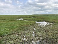 NL, Groningen, Het Hogeland, Pieterburen 72, Saxifraga-Willem van Kruijsbergen