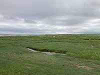 NL, Groningen, Het Hogeland, Pieterburen 9, Saxifraga-Willem van Kruijsbergen