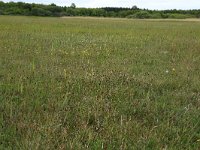 NL, Groningen, Het Hogeland, Robbenoord 14, Saxifraga-Hans Boll