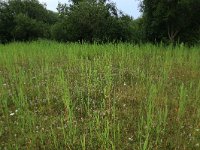 NL, Groningen, Het Hogeland, Robbenoord 2, Saxifraga-Hans Boll