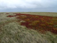 NL, Groningen, Het Hogeland, Rottumeroog 1, Saxifraga-Mark Zekhuis