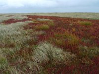 NL, Groningen, Het Hogeland, Rottumeroog 2, Saxifraga-Mark Zekhuis