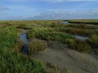 NL, Groningen, Het Hogeland, Rottumeroog 24, Saxifraga-Mark Zekhuis