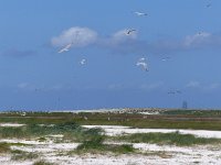 NL, Groningen, Het Hogeland, Rottumeroog, Zuiderduin 5, Saxifraga-Mark Zekhuis