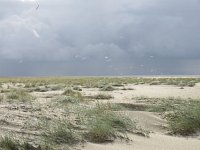 NL, Groningen, Het Hogeland, Rottummeroog  39, Saxifraga-Mark Zekhuis