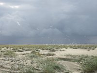 NL, Groningen, Het Hogeland, Rottummeroog  40, Saxifraga-Mark Zekhuis