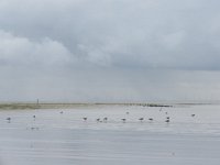 NL, Groningen, Het Hogeland, Rottummeroog  42, Saxifraga-Mark Zekhuis