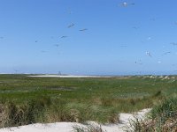 NL, Groningen, Het Hogeland, Rottummeroog 29, Saxifraga-Mark Zekhuis