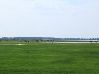 NL, Groningen, Het Hogeland, Schildhoek 1, Saxifraga-Hans Boll