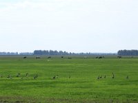 NL, Groningen, Het Hogeland, Schildhoek 2, Saxifraga-Hans Boll