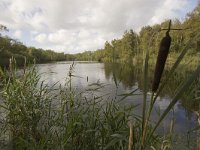 NL, Groningen, Midden-Groningen, Westerbroek 17, Saxifraga-Jaap Schelvis : Westerbroek