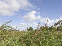 NL, Groningen, Midden-Groningen, Westerbroek 21, Saxifraga-Jaap Schelvis : Westerbroek