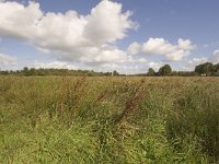 NL, Groningen, Midden-Groningen, Westerbroek 23, Saxifraga-Jaap Schelvis : Westerbroek