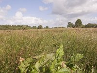 NL, Groningen, Midden-Groningen, Westerbroek 24, Saxifraga-Jaap Schelvis : Westerbroek