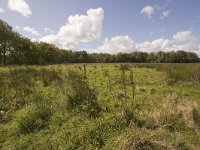 NL, Groningen, Midden-Groningen, Westerbroek 29, Saxifraga-Jaap Schelvis : Westerbroek