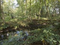 NL, Groningen, Midden-Groningen, Westerbroek 3, Saxifraga-Jaap Schelvis : Westerbroek