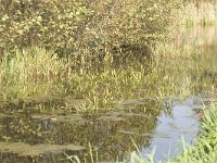 NL, Groningen, Midden-Groningen, Woudbloem 1, Saxifraga-Jaap Schelvis : Groningen, Woudbloem