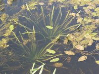 NL, Groningen, Midden-Groningen, Woudbloem 10, Saxifraga-Jaap Schelvis : Groningen, Woudbloem