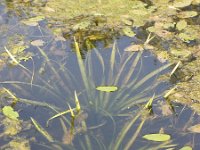 NL, Groningen, Midden-Groningen, Woudbloem 11, Saxifraga-Jaap Schelvis : Groningen, Woudbloem