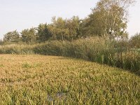 NL, Groningen, Midden-Groningen, Woudbloem 3, Saxifraga-Jaap Schelvis : Groningen, Woudbloem