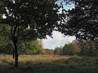 NL, Groningen, Stadskanaal, Alteveer 7, Saxifraga-Hans Dekker