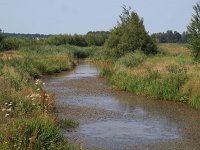 NL, Groningen, Westerwolde, Runde Zwartemeer 1, Saxifraga-Hans Dekker