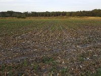 Field with stubbles of corn  Field with stubbles of corn : agricultural, agriculture, arable land, corn, field, maize, stubble, stubbles, farm land, autumn, fall, landscape, natural, nature, no people, nobody, non-urban landscape, outdoor, outdoors, outside, plant, plants, rural, rural landscape, summer, summertime